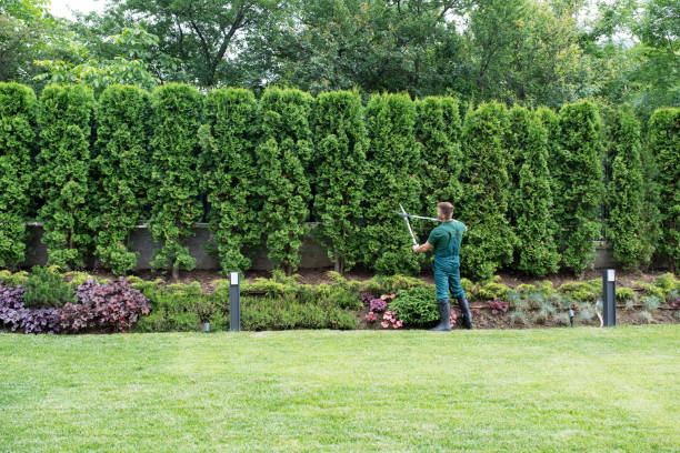 Best Lawn Irrigation Installation and Maintenance  in University, MS