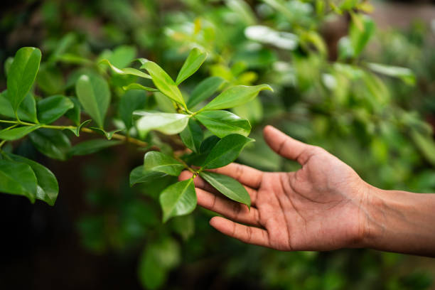 Best Tree Mulching  in University, MS